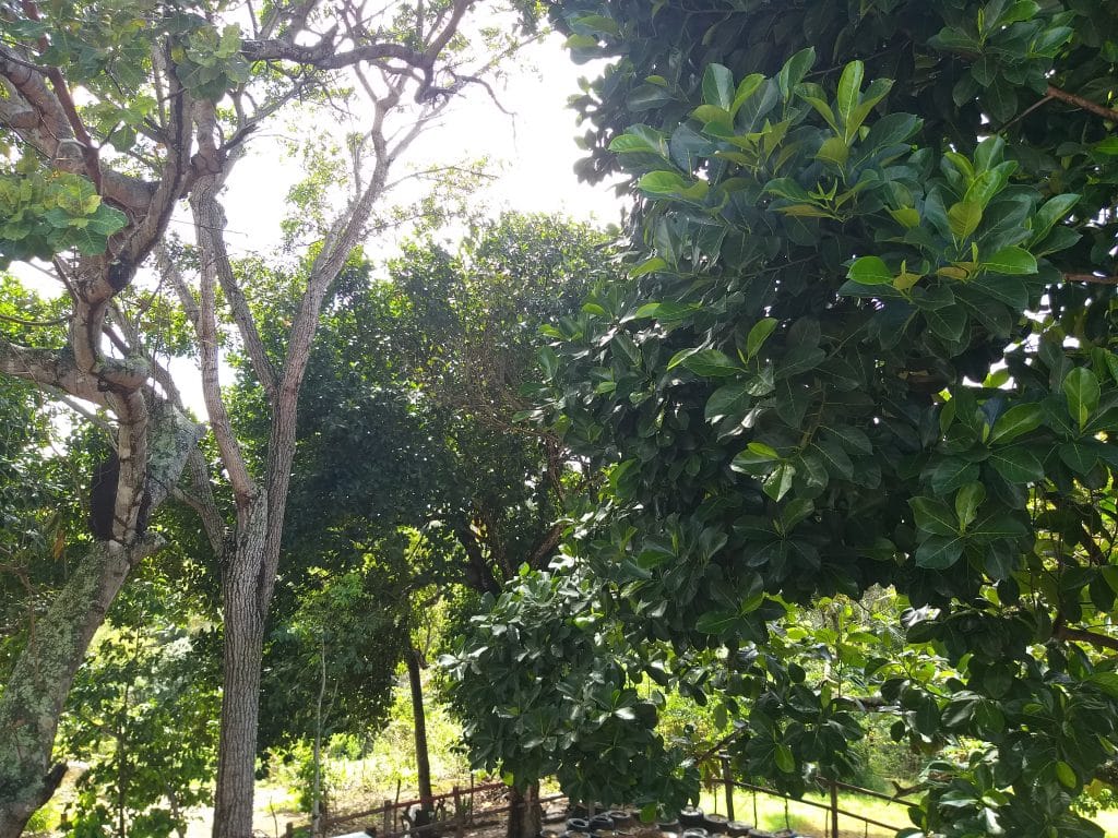 Haras Divinha é cercado pela natureza