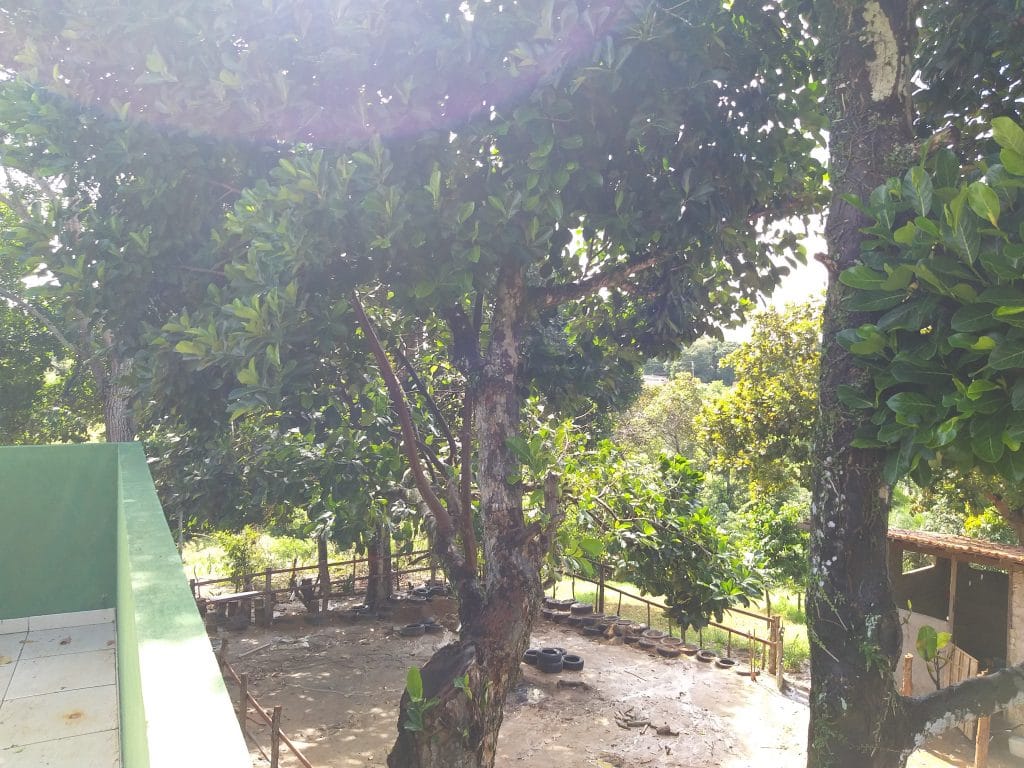 Muita área verde no Haras Divinha