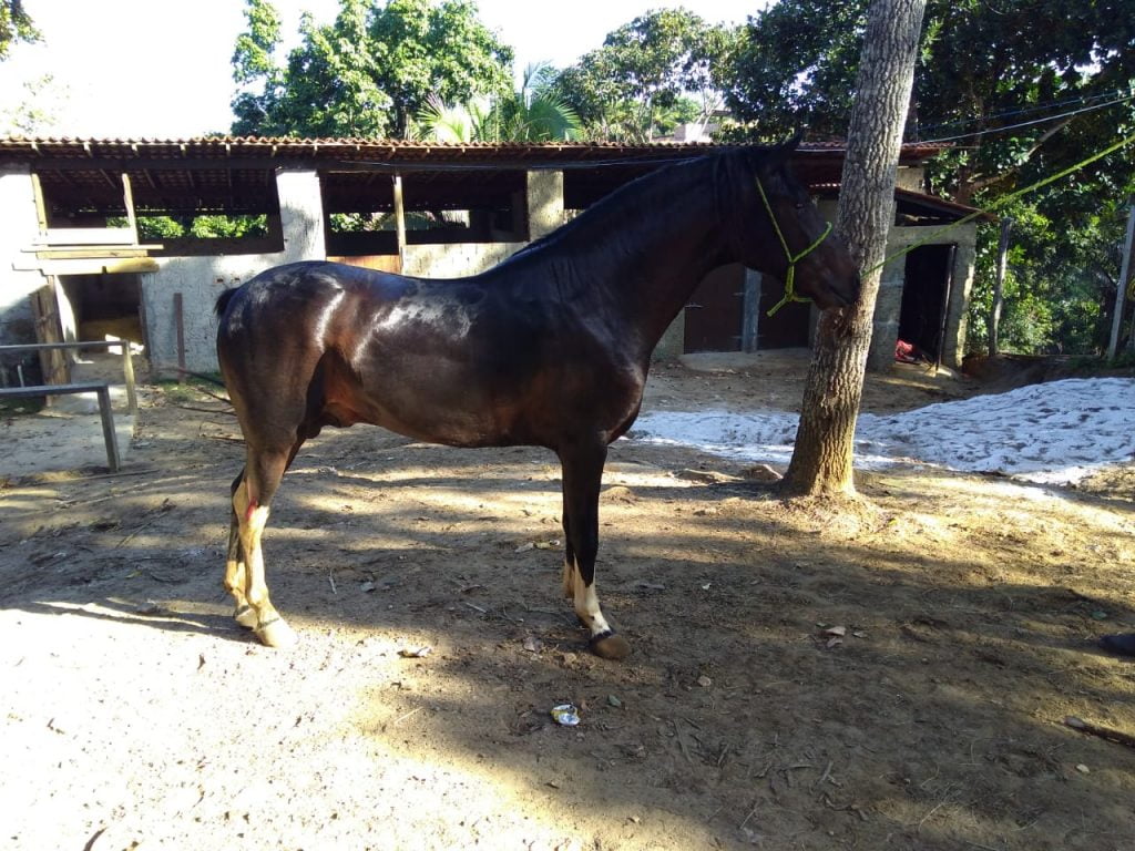Os animais tem todo o conforto nescessário no Haras Divinha