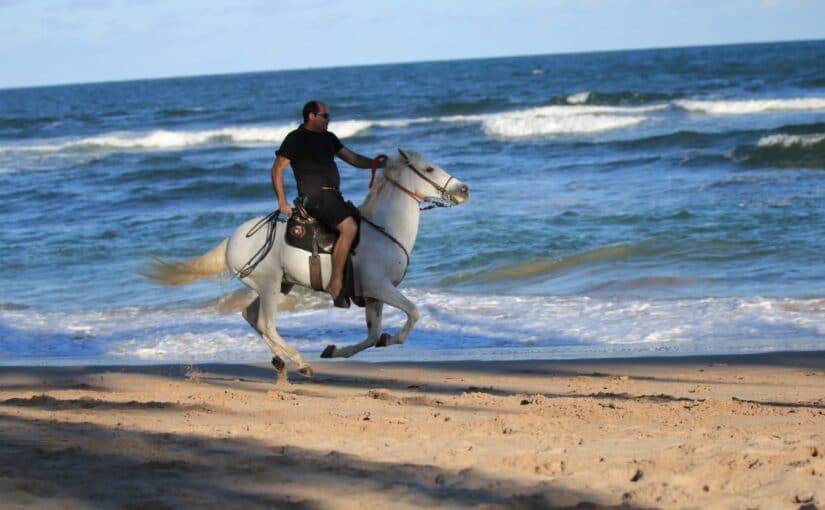 Cavalo da raça Manga Larga, de nome Kinho.